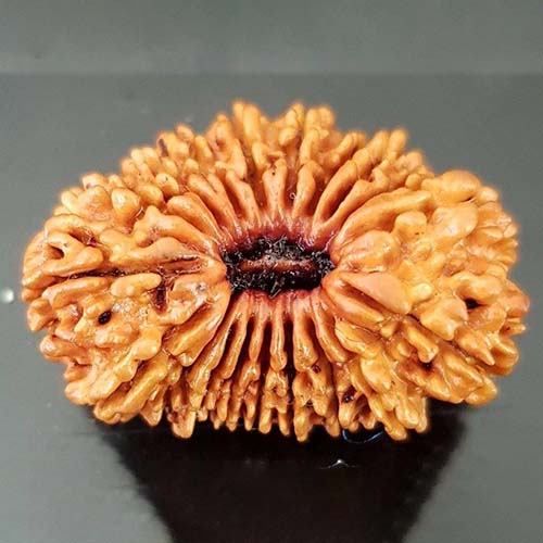 21 Face Rudraksha (Nepali)
